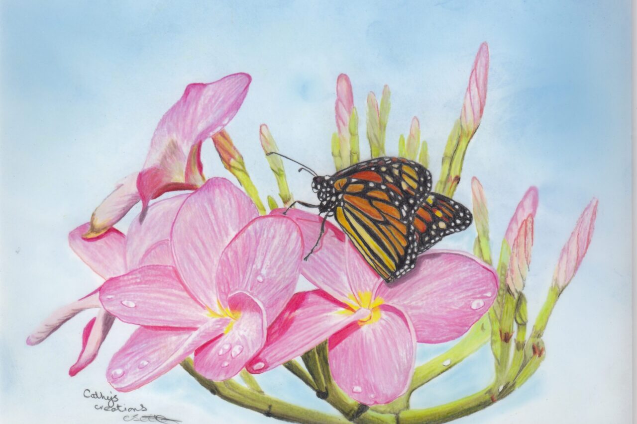 Pink Fragipani Monarch Butterfly