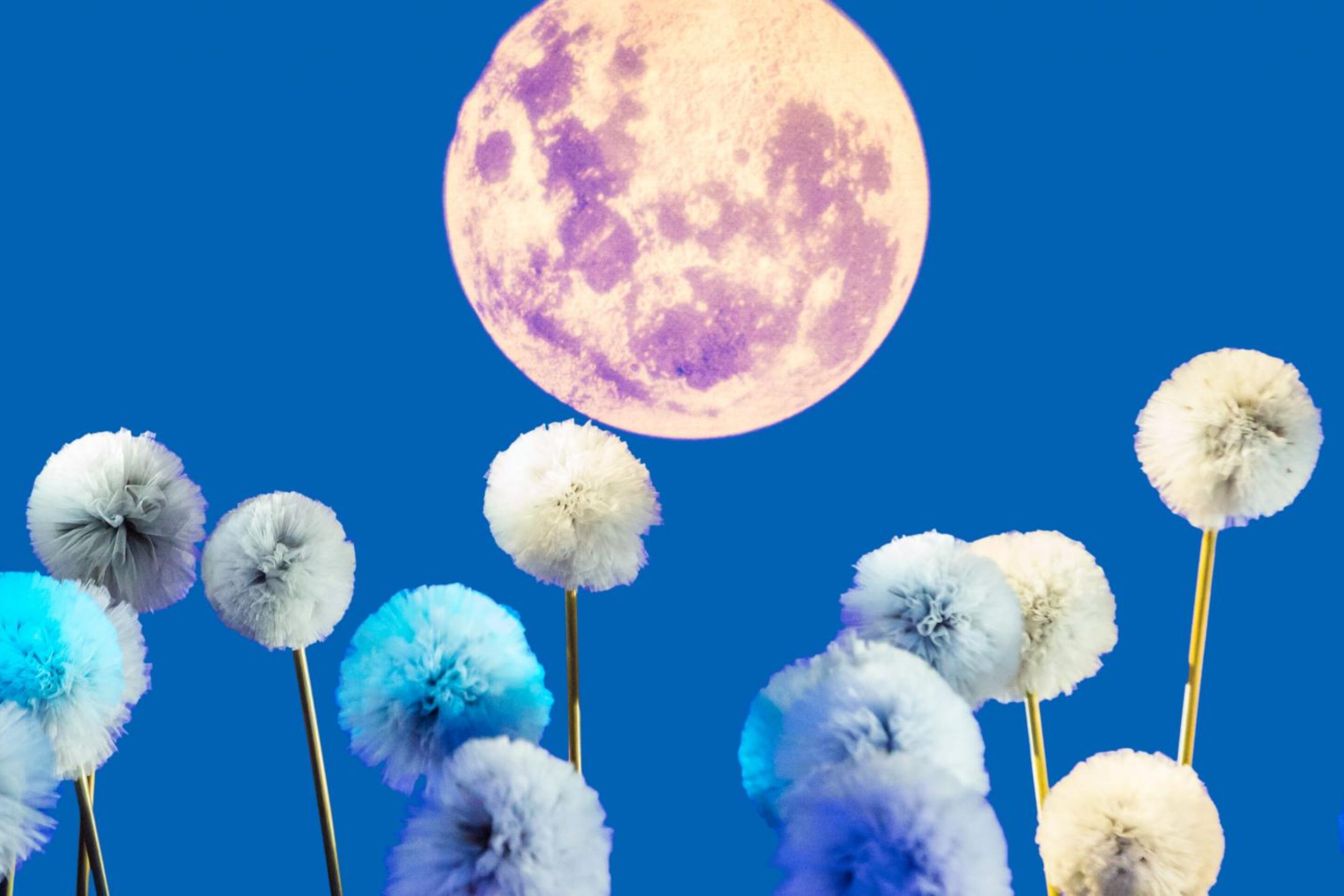 Fluffy, pom-pom-like objects in shades of blue and white stand on stems against a bright blue sky, as the full moon rises overhead—evoking the collaborative spirit of the Breathe Community.