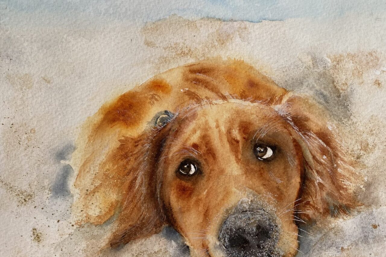Dog on the beach