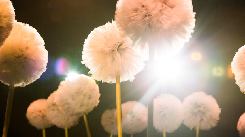 Large, fluffy, white pom-pom-like flowers on long stems glow softly under bright lights against a dark background, evoking the gentle atmosphere of ENO Breathe—a programme supporting those with airway diseases. Sign up to experience its calming effects.