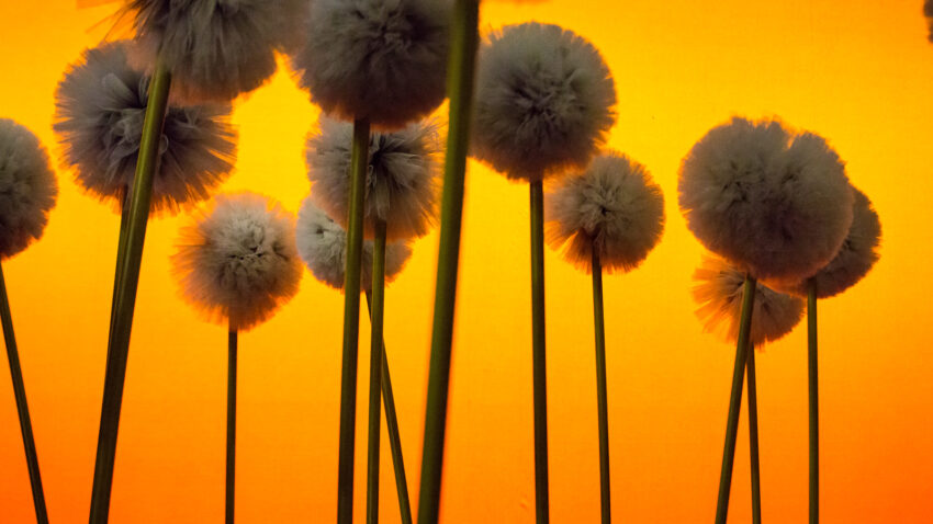 Fluffy, round dandelion seed heads on tall stems are silhouetted against a bright, orange-yellow background, creating a warm, dreamy atmosphere—perfect for inviting you to Sign Up for ENO Breathe.