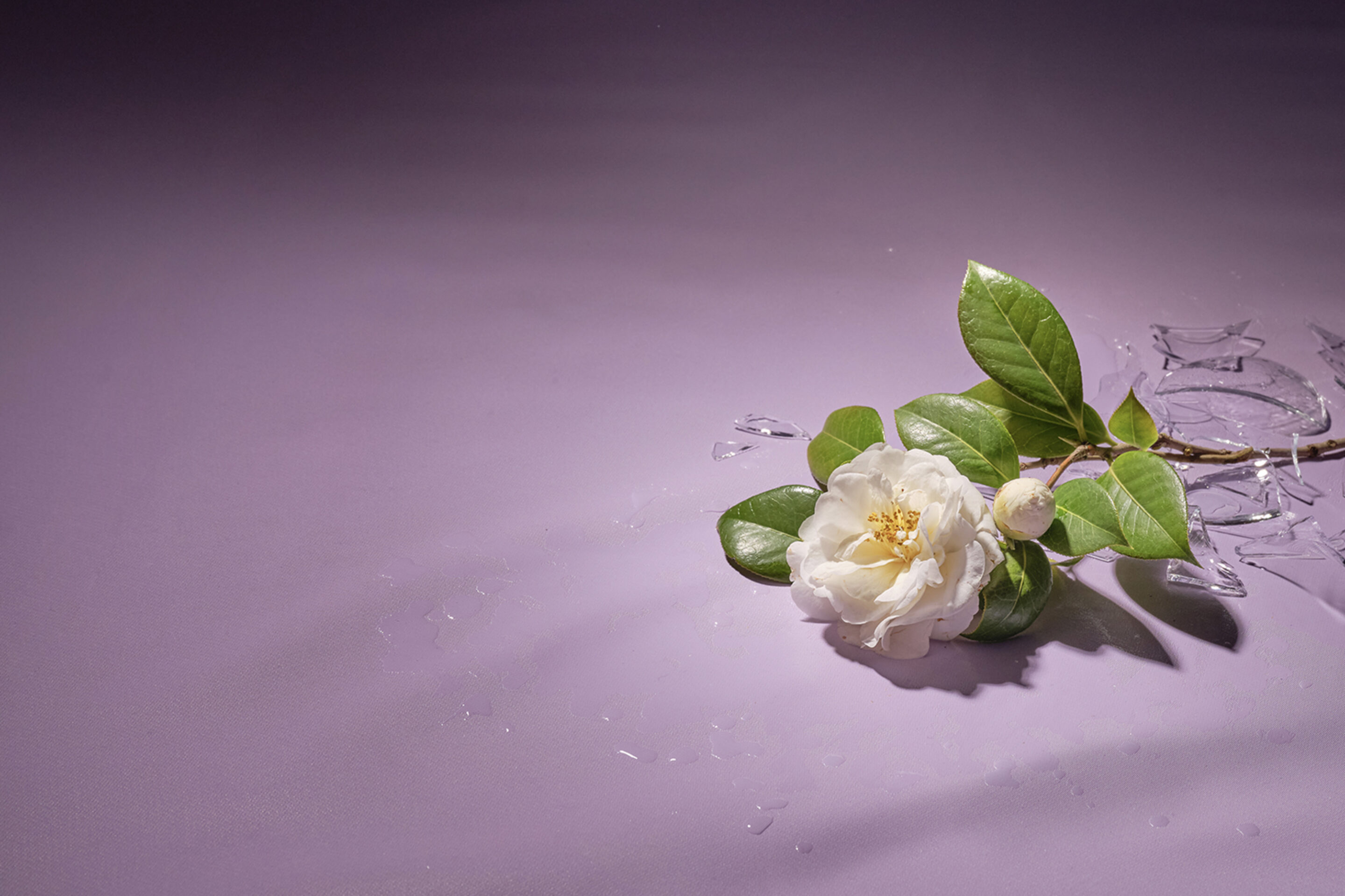 A white flower with green leaves lies on a light purple surface next to scattered shards of a broken glass vase, with water drops around them.