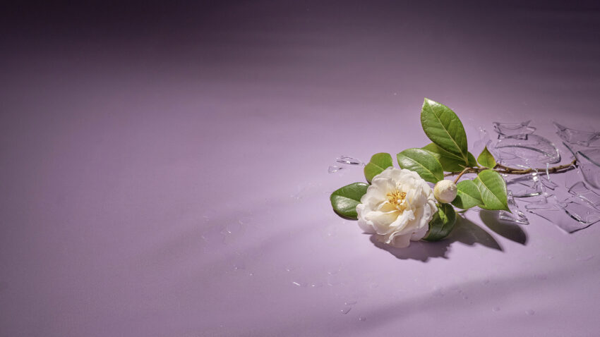 A white flower with green leaves lies on a light purple surface next to scattered shards of a broken glass vase, with water drops around them.