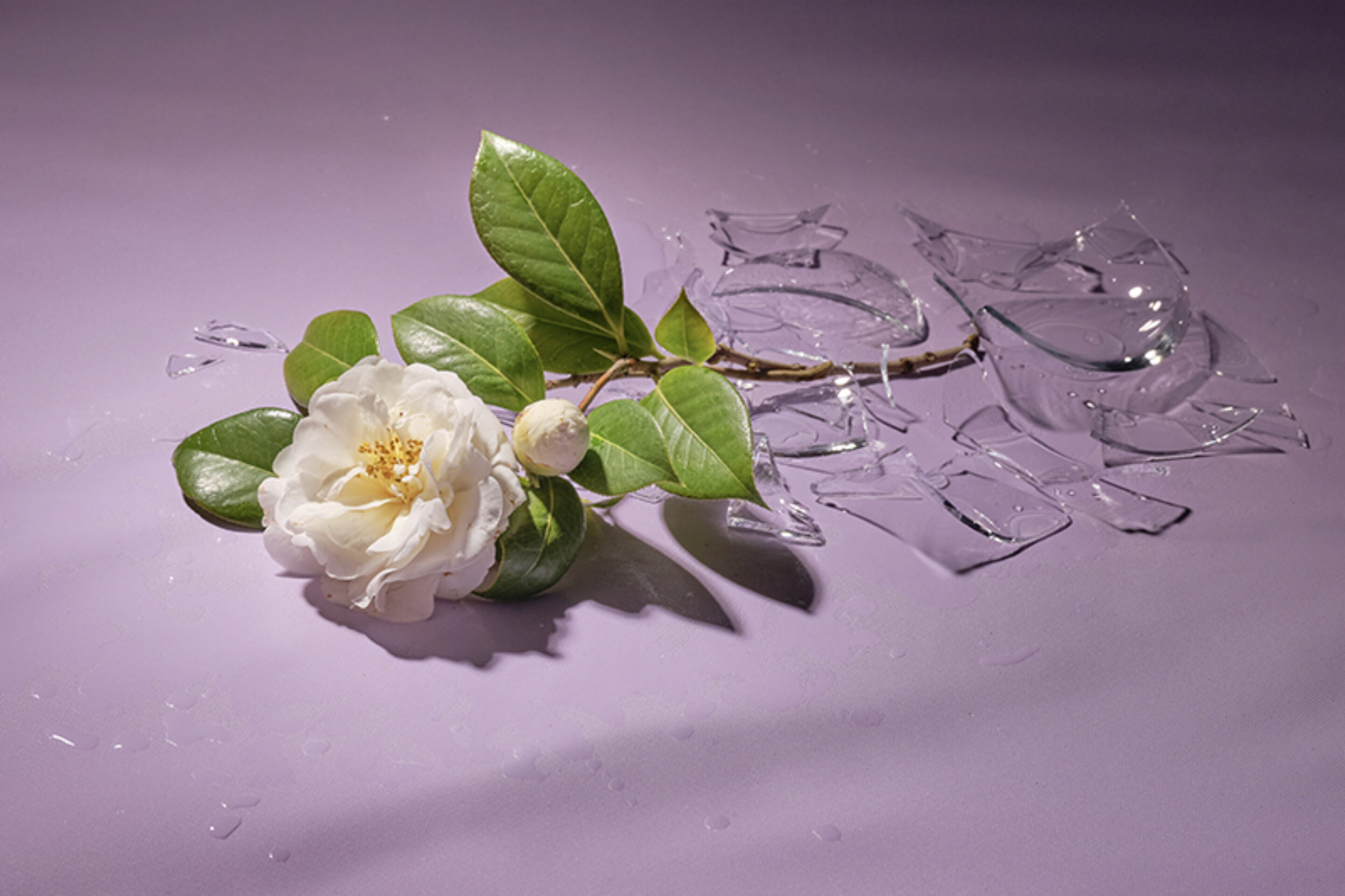 A white camellia flower with green leaves rests on a light purple surface beside shattered, clear glass pieces, with scattered water droplets around them.